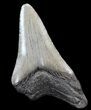 Bargain Megalodon Tooth - South Carolina #44558-1